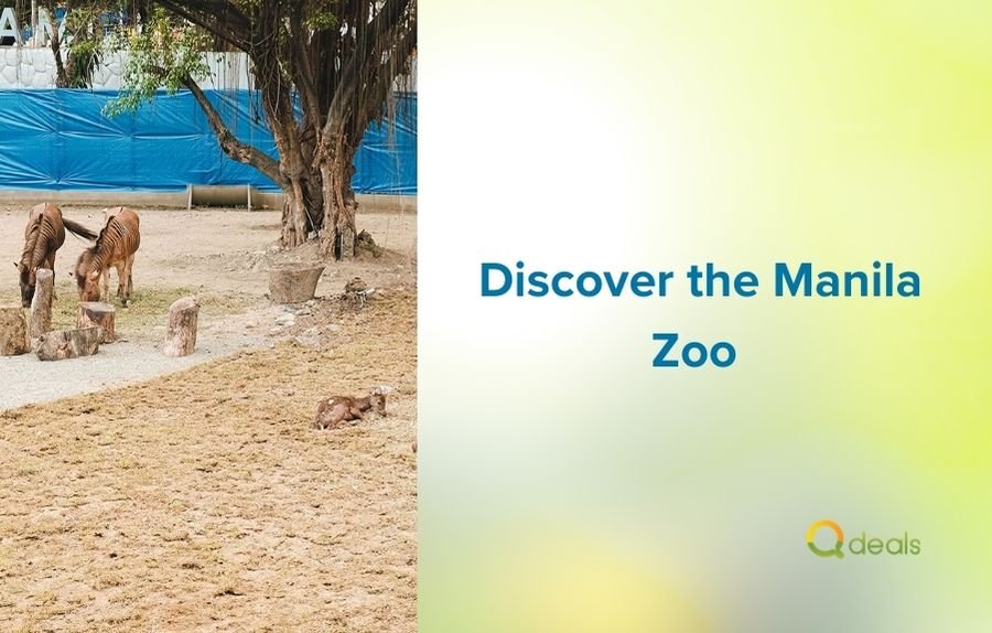 Discover the Manila Zoo Entrance Fee: What You Need to Know