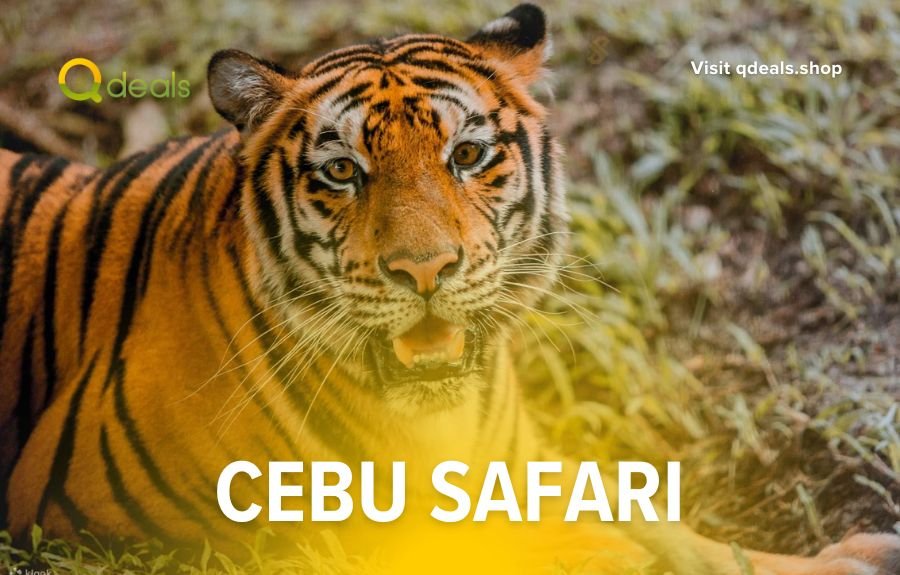 Exploring the Cebu Safari: What You Need to Know About the Entrance Fee